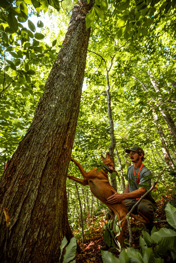 A bear hunter under a treed bear petting his buckskin Plott hound.