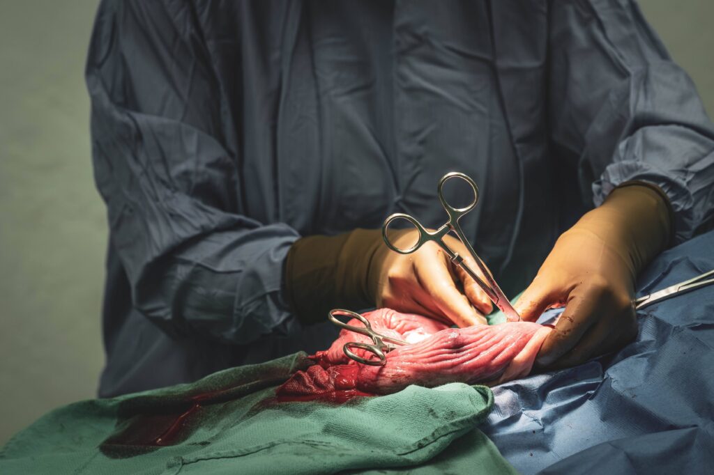 A veterinarian completing a spay surgery.