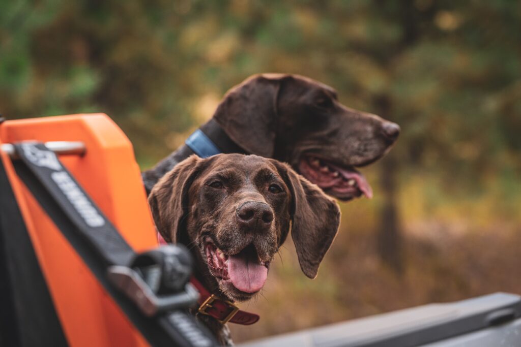 Two live German shorthaired pointers.
