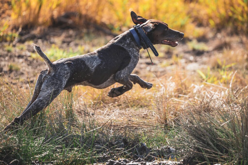 A German shorthaired pointer jumping and running through a field.