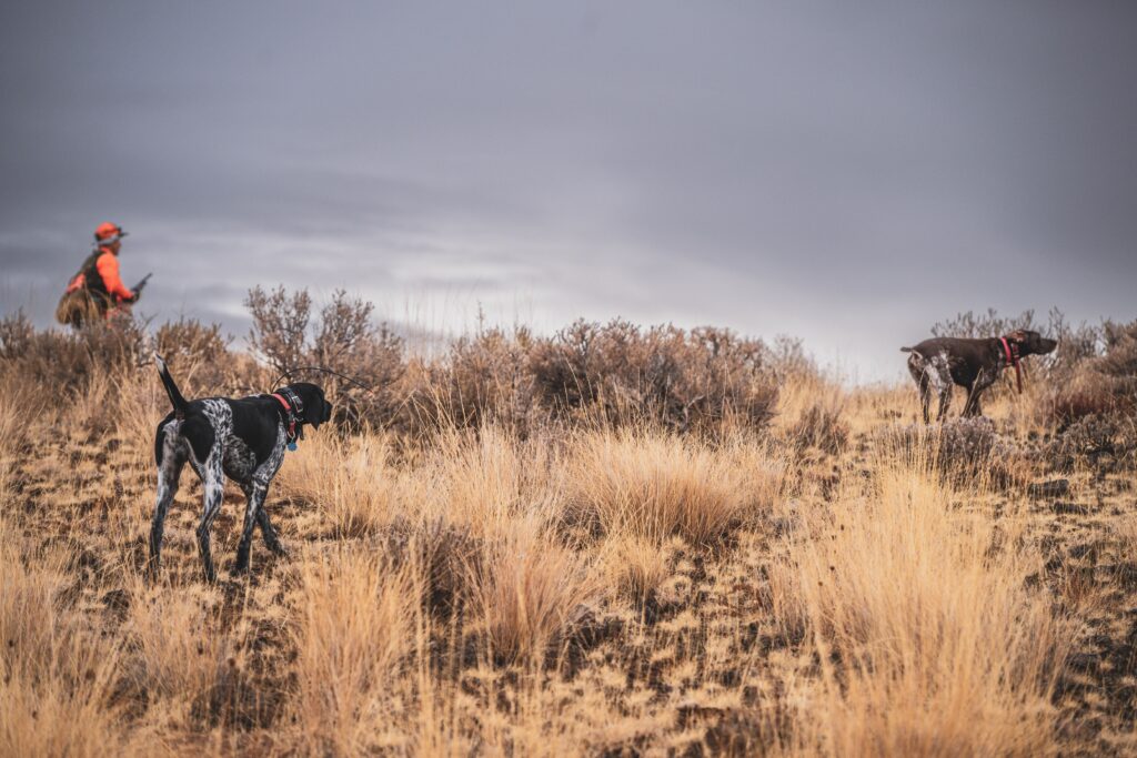 Two black and white German shorthaired pointers in sage brush with an upland hunter.