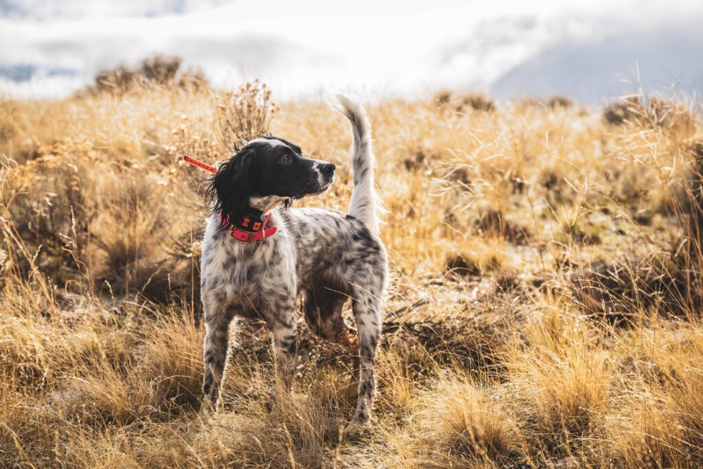 An English pointer pointing a bird in the tall grass of a Western prairie.