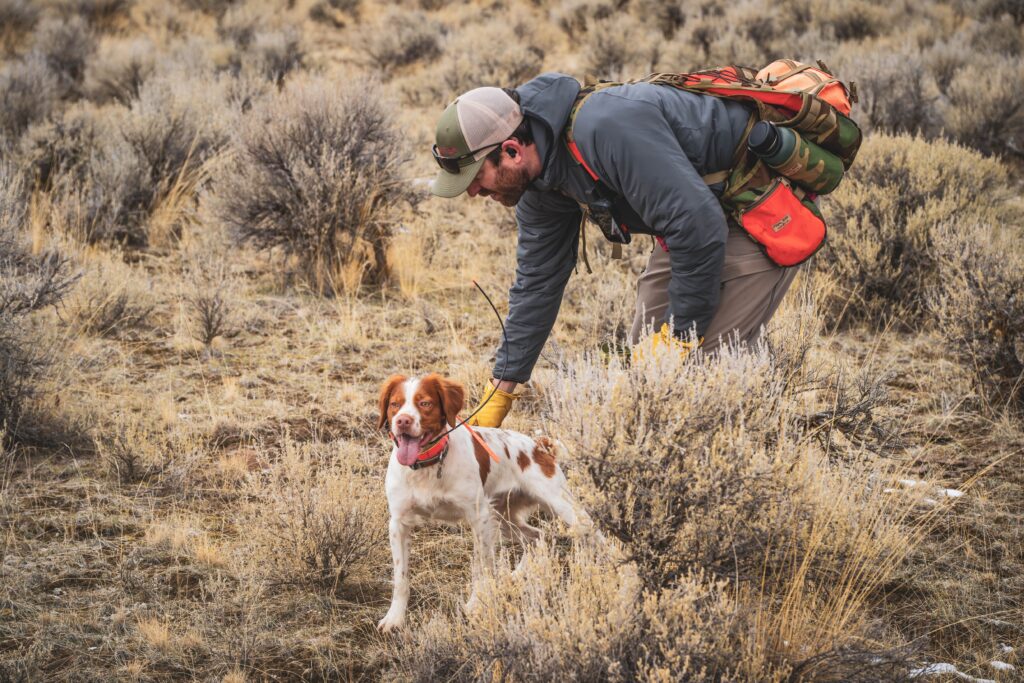 An upland bird hunter in sage brush with a Brittany.