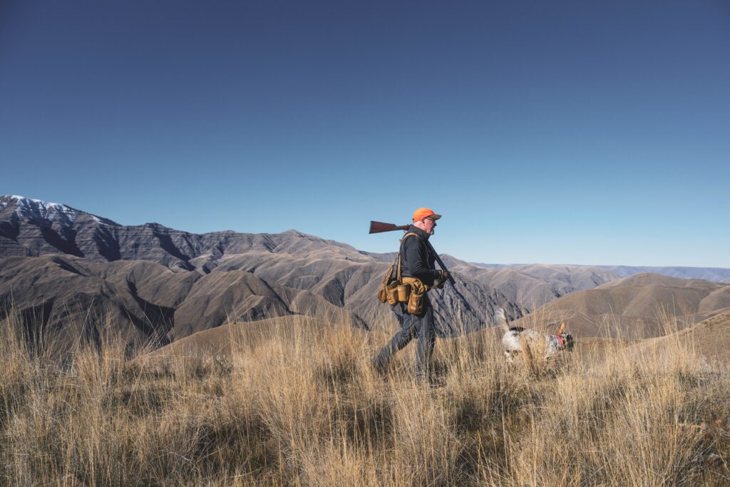 An upland bird hunter and English setter in the desert West hunting for birds.
