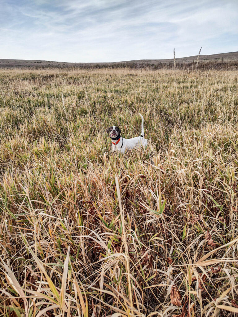 An English pointer in tall grass hunting for birds.