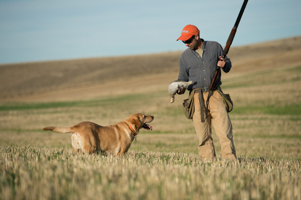 An upland bird hunter with a yellow Lab an a sharp-tailed grouse in a field.