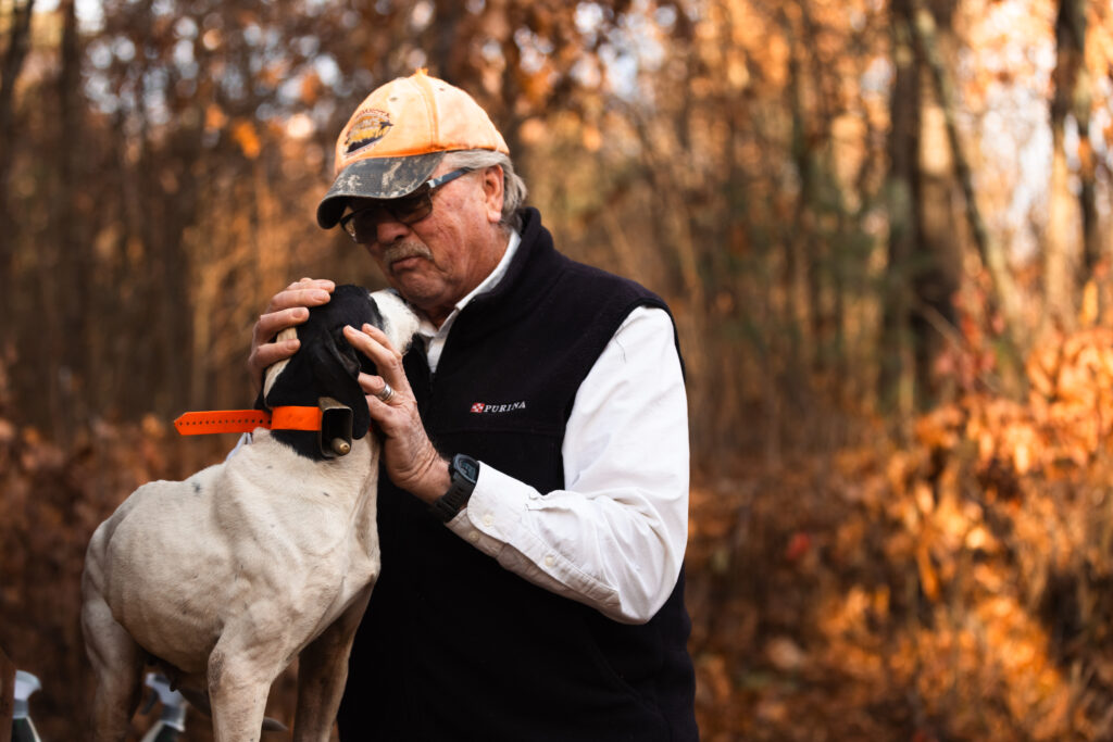 A dog handler with a black and white English pointer putting on a bell and tracking collar.