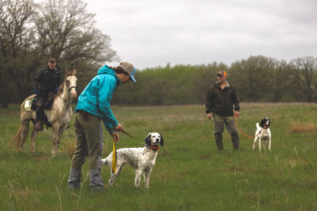 Various handlers with their English setters at a bird dog field trial.