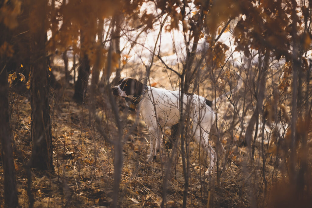 An English pointer pointing a ruffed grouse in thick timber.