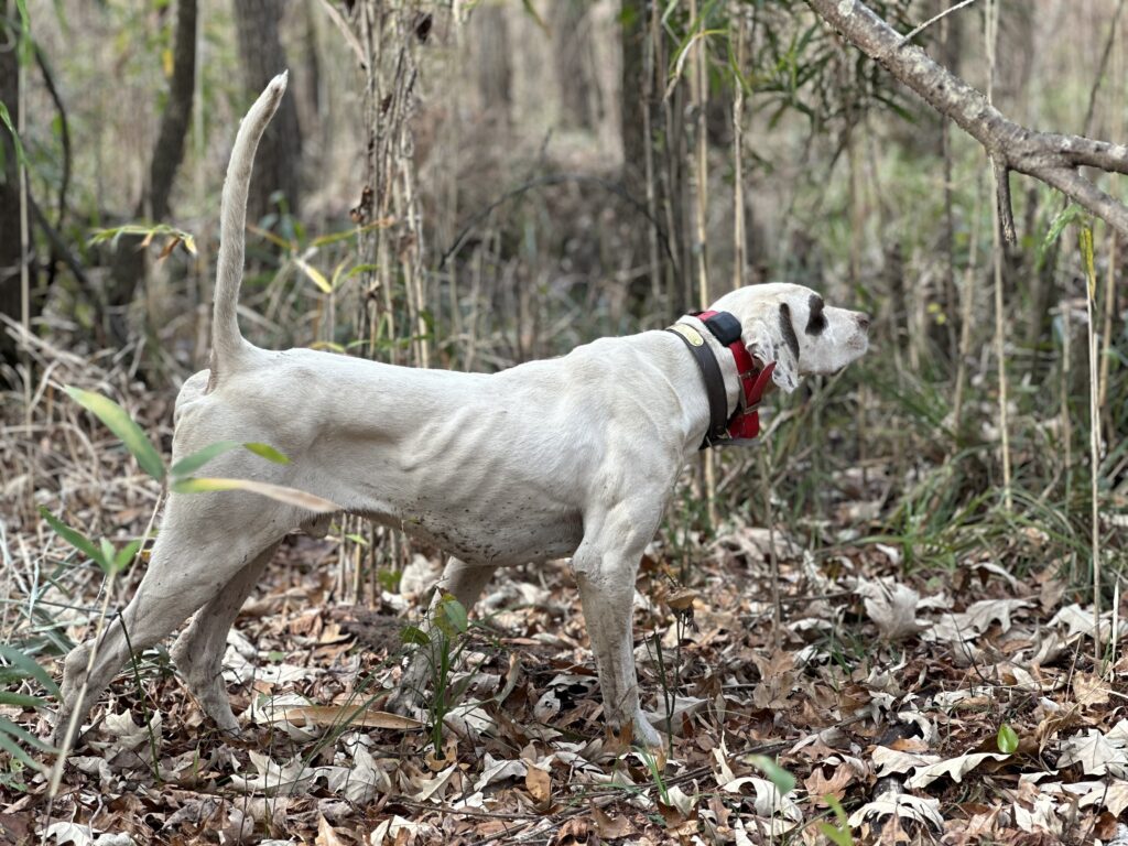 A white male English pointer on point in the forest.