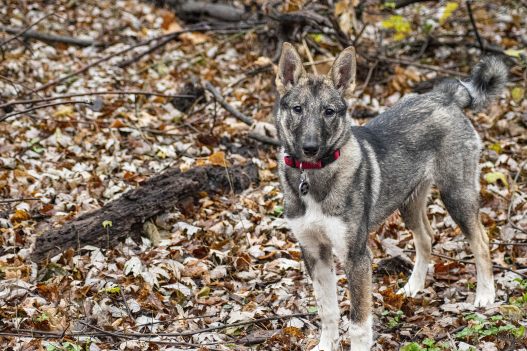 A young West Siberian Laika puppy in the woods.