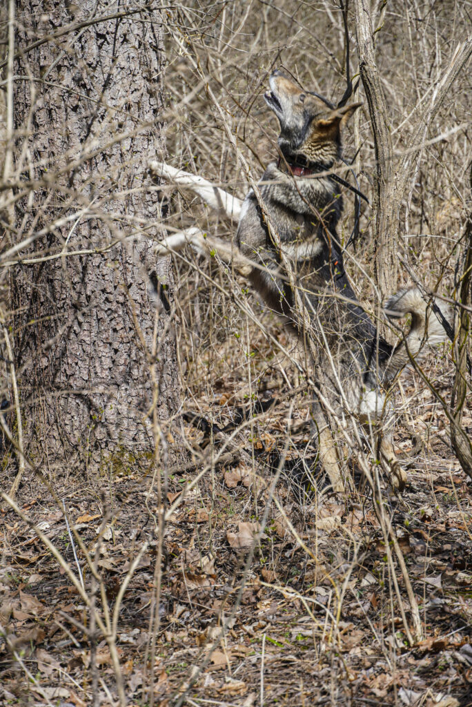 A West Siberian Laika treeing a squirrel hunting.