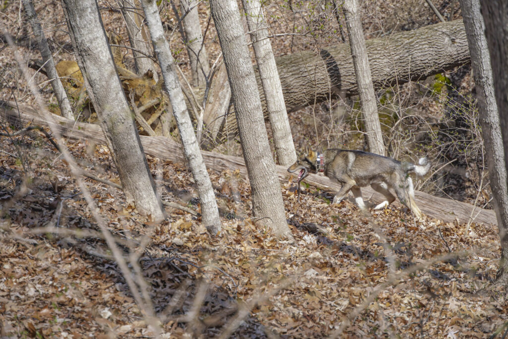 A West Siberian Laika running through the woods hunting.