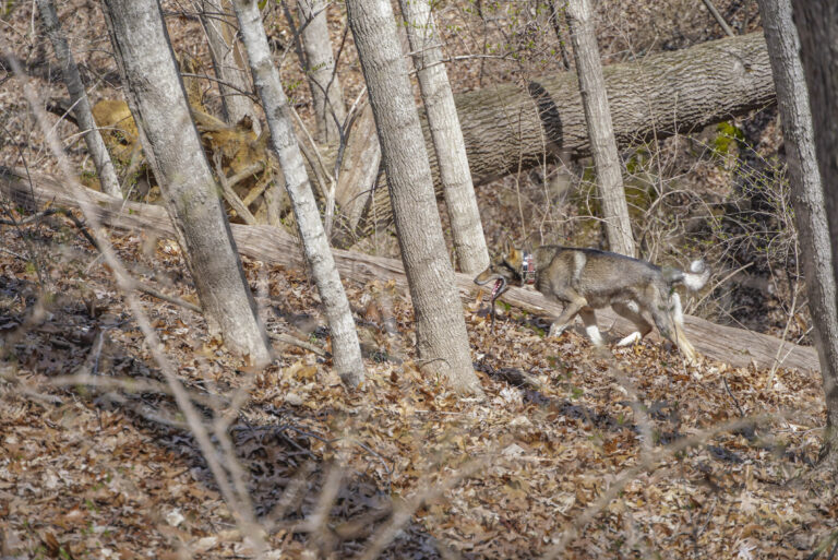 West Siberian Laika: Dog Breeds
