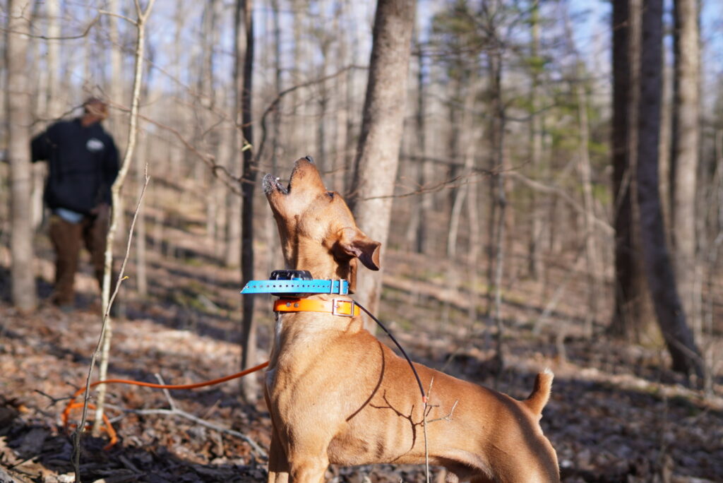 A treeing feist treeing in a squirrel hunting competition.