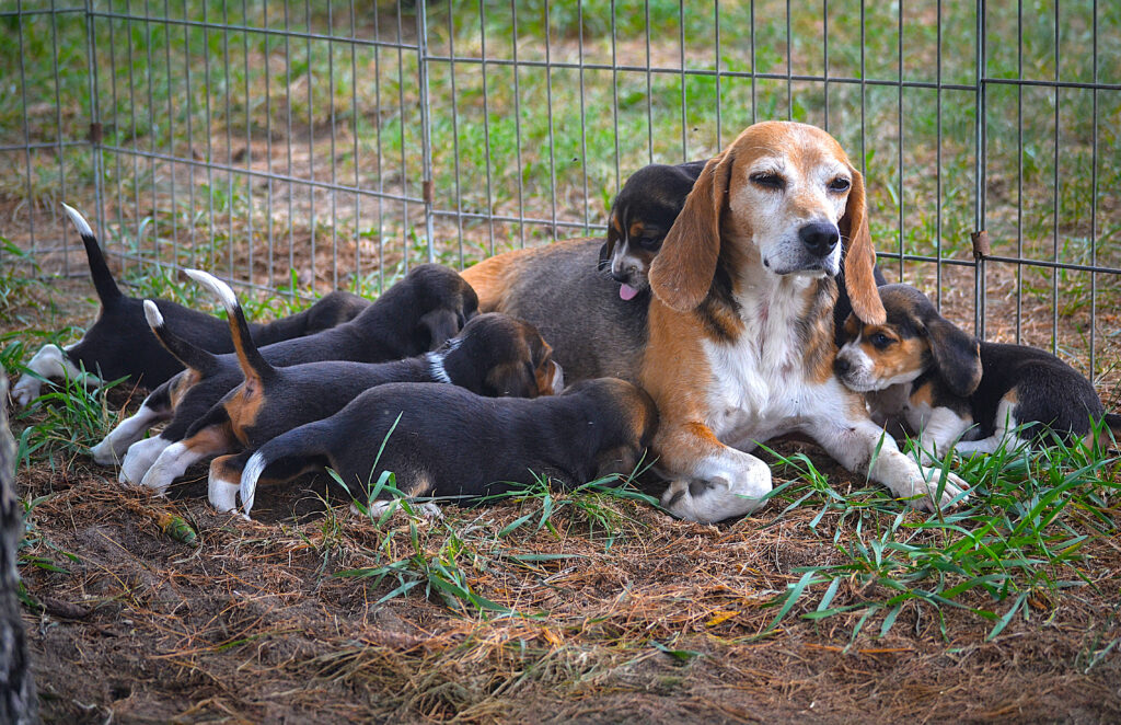 A mother beagle feeding her puppies.