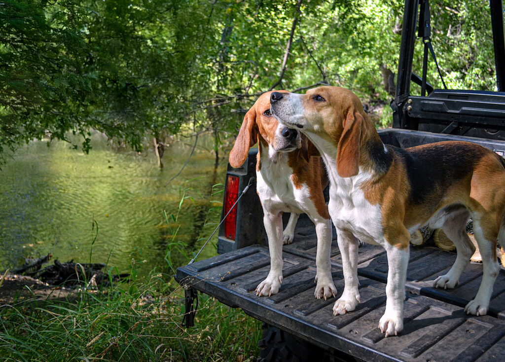 Two beagles standing on a tailgate near a river.
