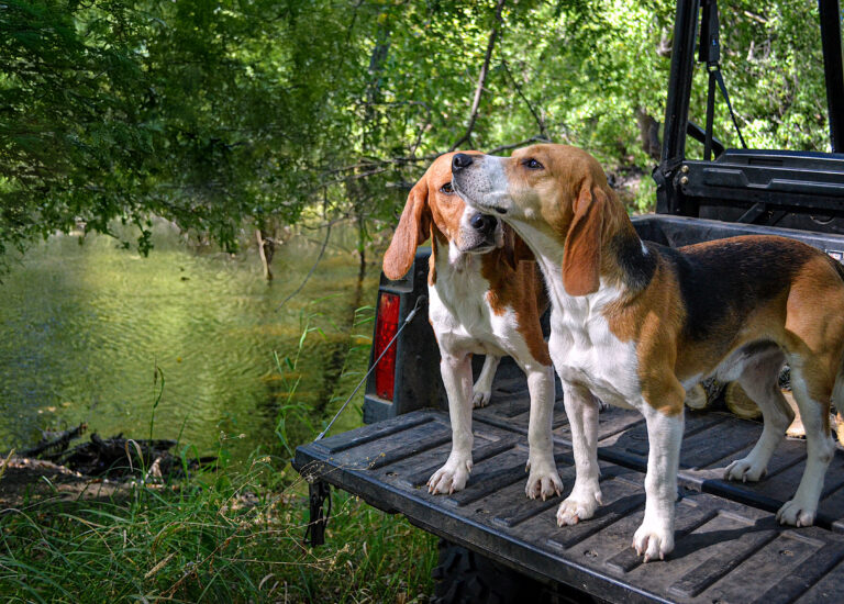 Looking Into Littermate Syndrome