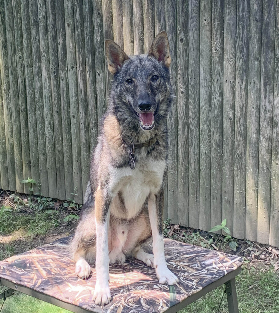 A West Siberian Laika sitting on a place board.