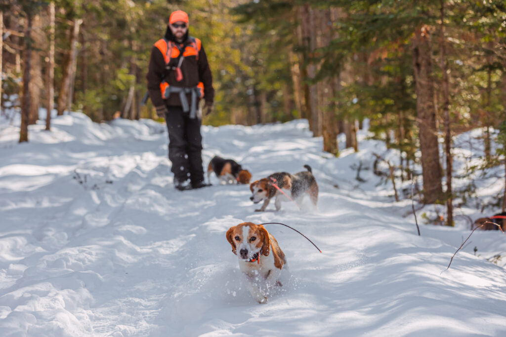 A rabbit hunter in snow with a pack of beagles.
