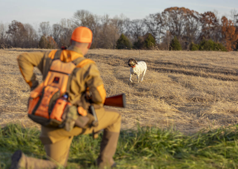 A pregnant female German shorthair pointer in the field.