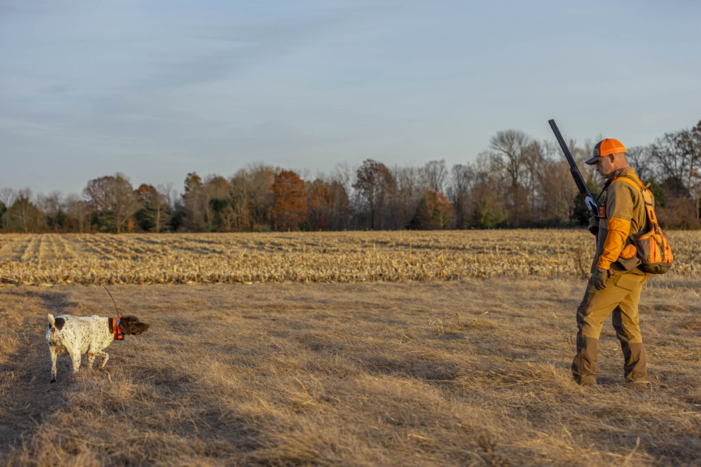 An upland bird hunter with a shotgun and a pregnant German shorthaired pointer in a field.