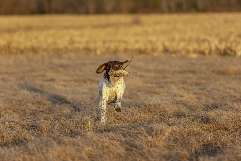 A white and liver spotted German shorthaired pointer running and retrieving a hen bobwhite quail in a field.