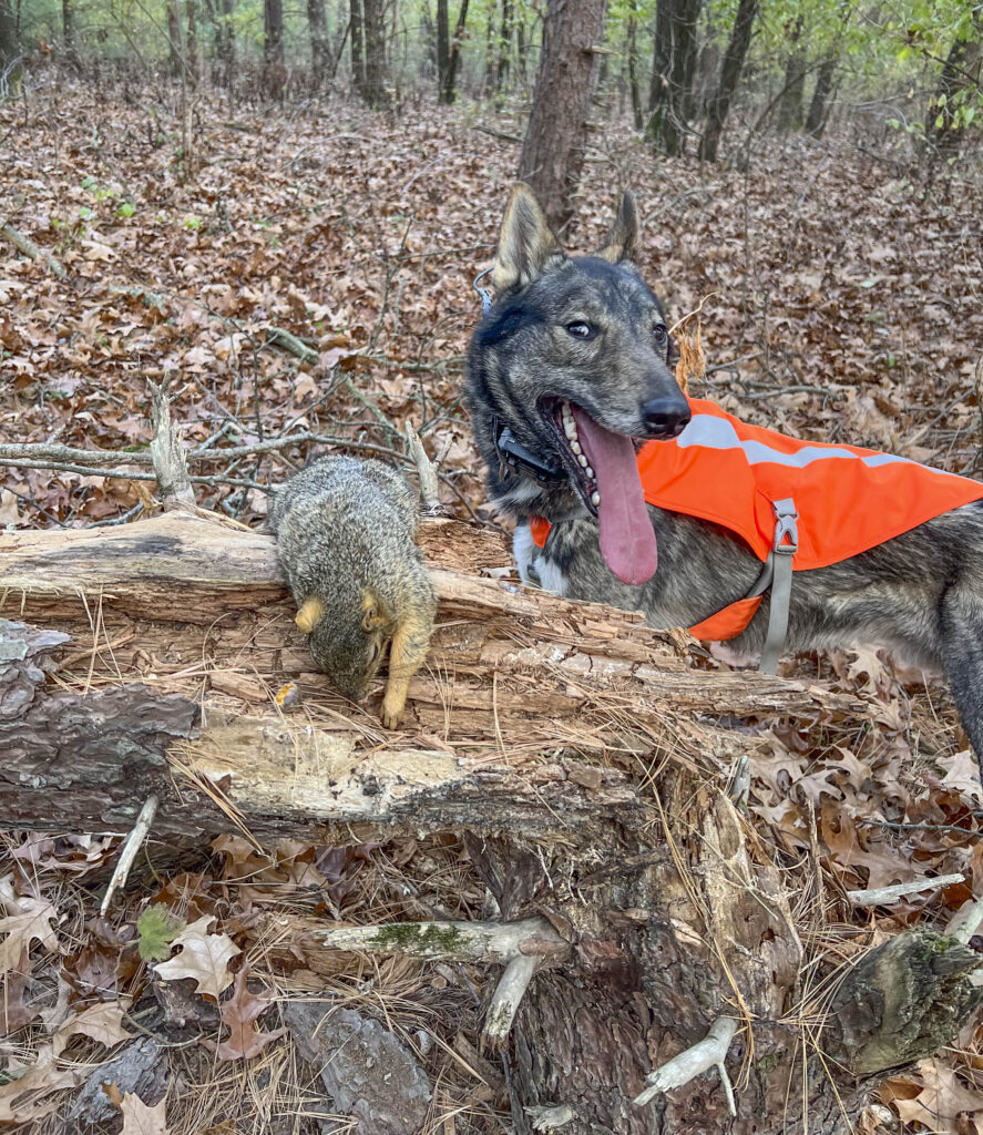A West Siberian Laika hunting for a fox squirrel.