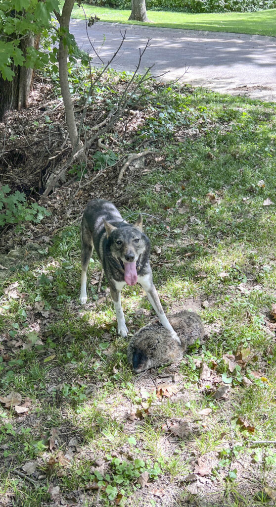 A pet West Siberian Laika killed a groundhog.