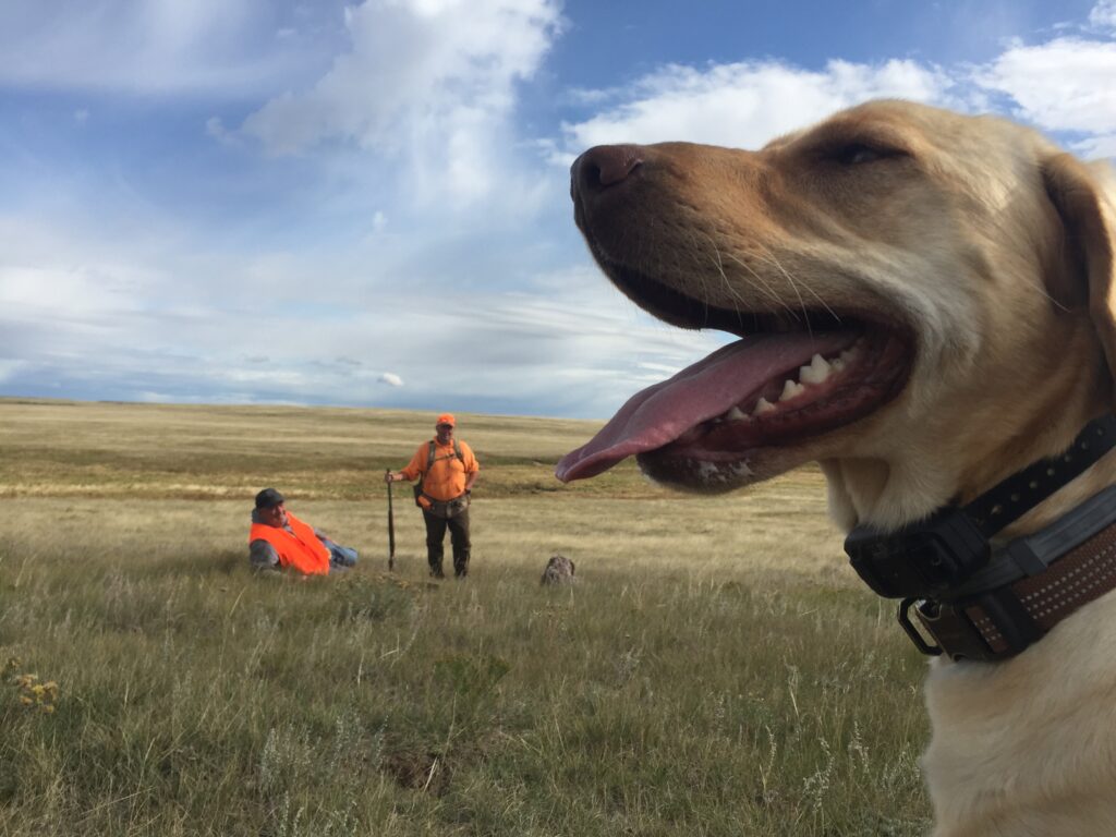 A yellow Labrador retriever in a field bird hunting with upland bird hunters wearing blaze orange.