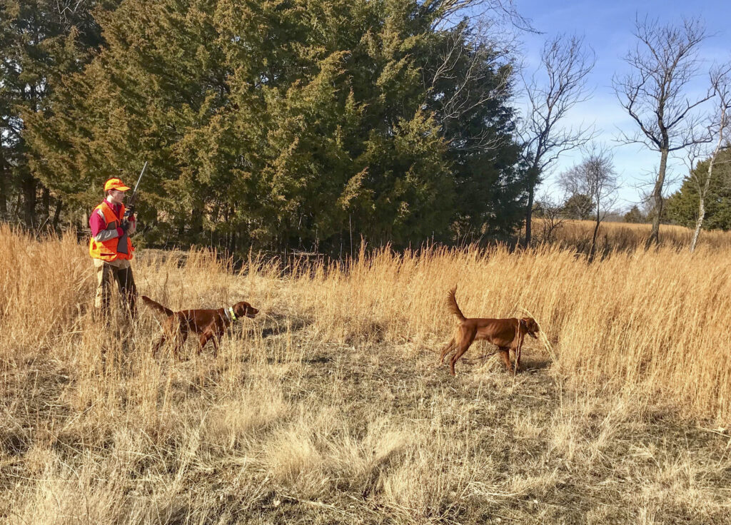 A quail hunter in a field with two red setters.