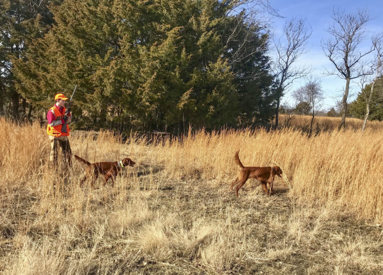 Can A Field Trial Dog Make a Good Hunting Dog?