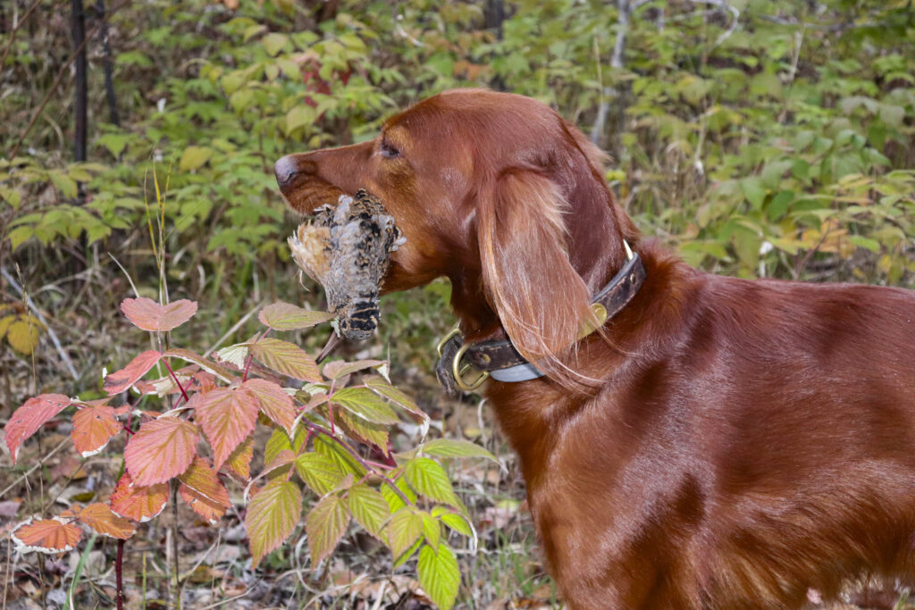 A red setter holding an American woodcock in its mouth.