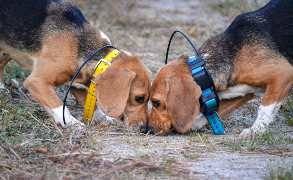 Two beagles facing off.
