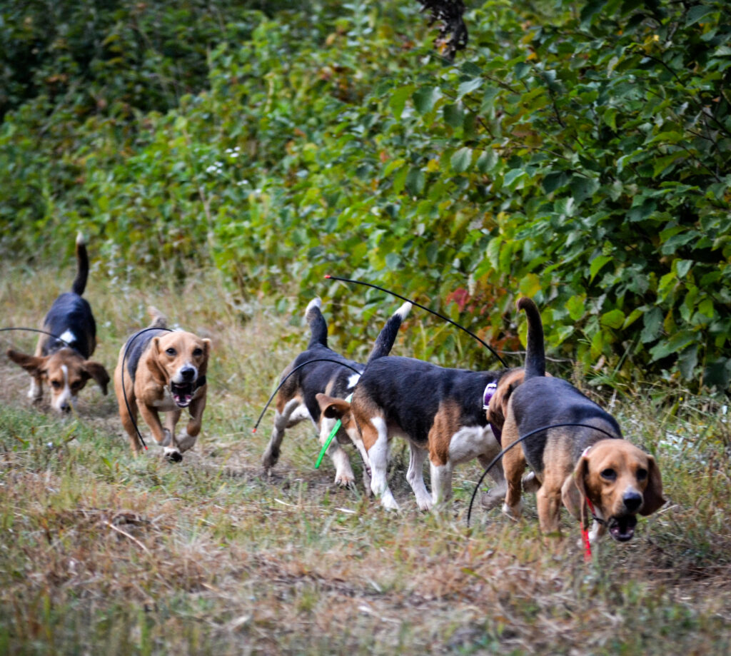A pack of beagles barking and running a rabbit track in a field.