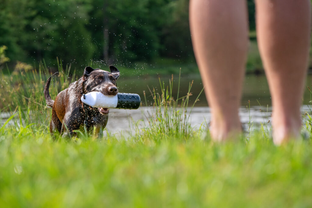 Chocolate Labrador retriever retrieving a bumper in the water.