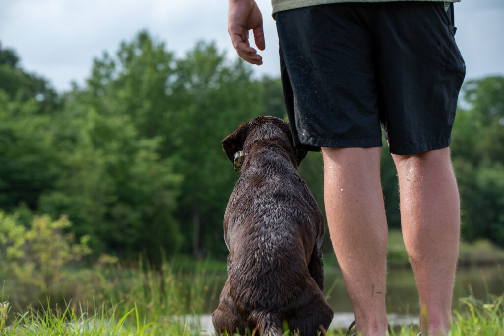 A chocolate Labrador retriever sitting at heel with a dog trainer at a pond.