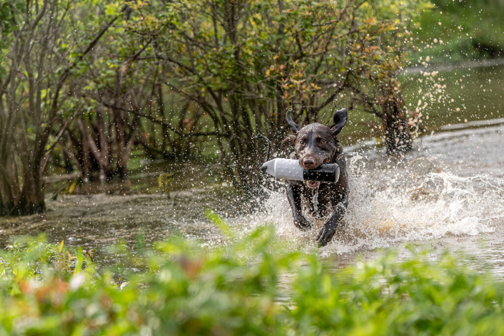 A chocolate Labrador running through water with a dummy in its mouth.