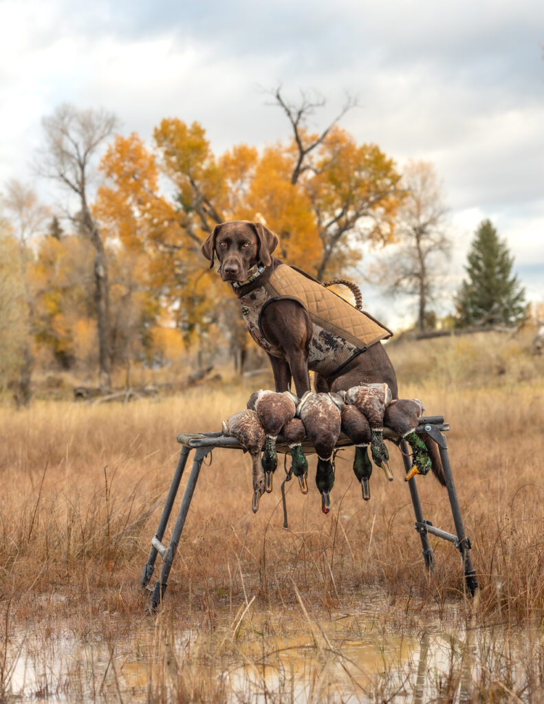 A chocolate Lab sitting on a dog stand in a marsh with a pile of drake mallard ducks.