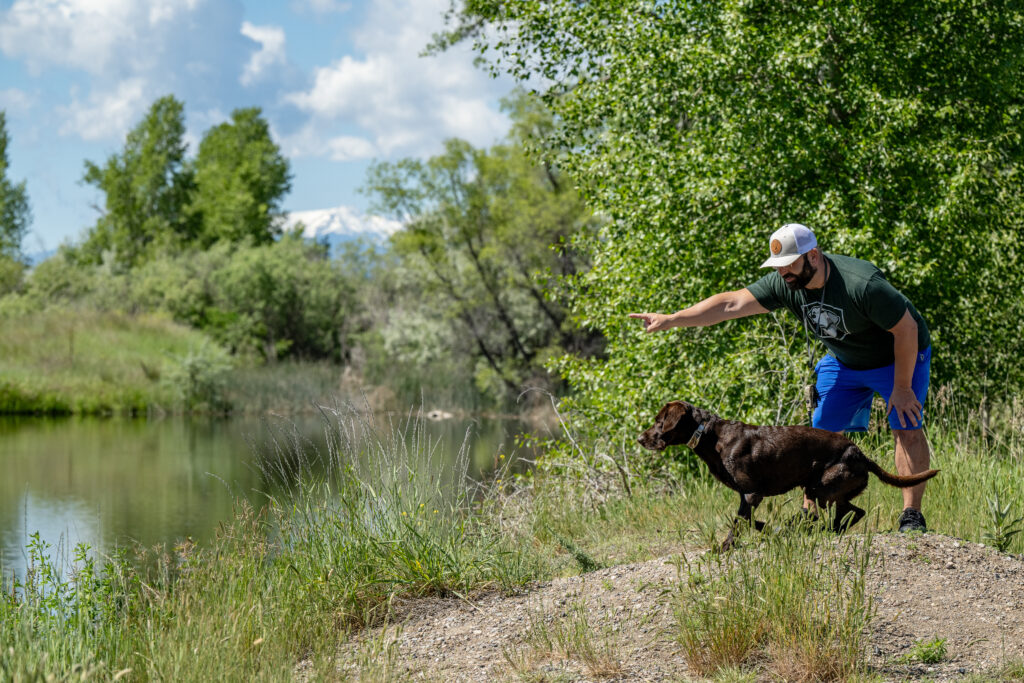 A dog trainer with his Chocolate Labrador running into the water.