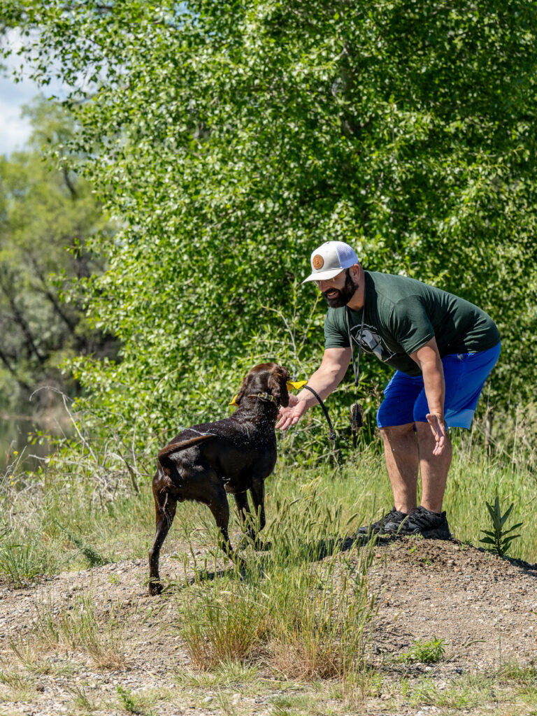 A dog trainer with a chocolate Lab tossing a canvas training dummy.