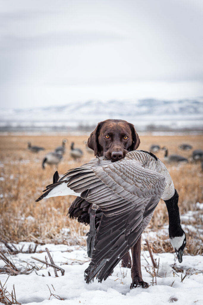 A chocolate Labrador holding a Canada goose in its mouth.