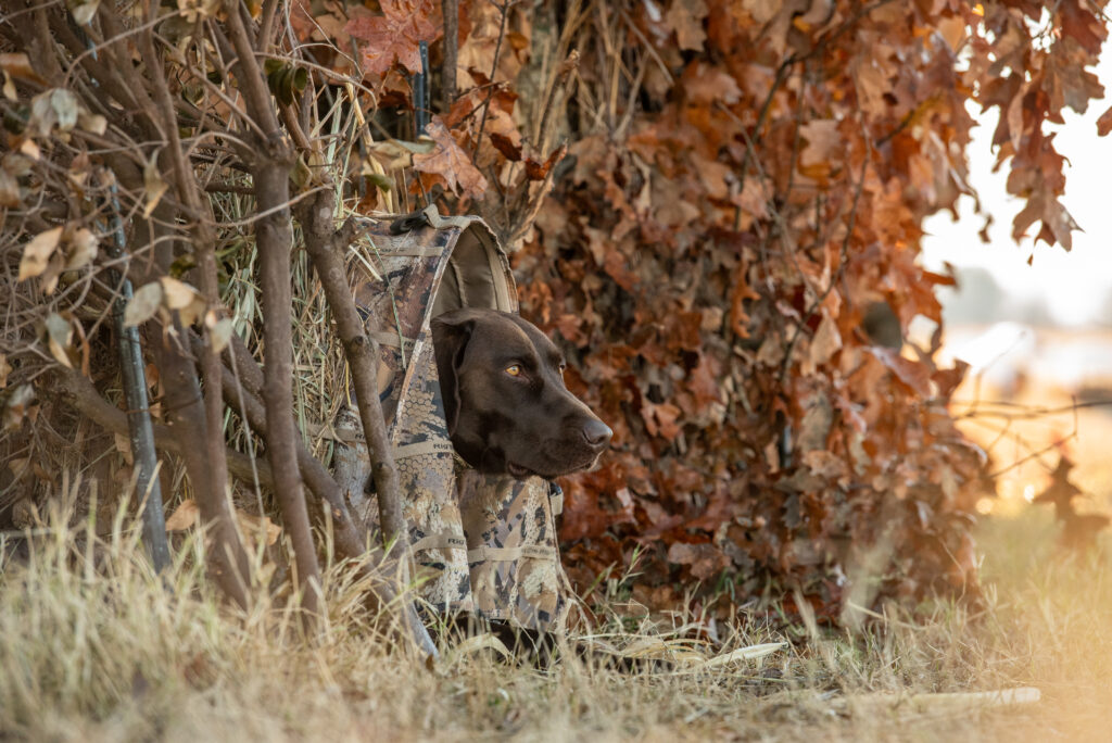 A chocolate Lab sitting in a dog blind on a duck and goose hunt.