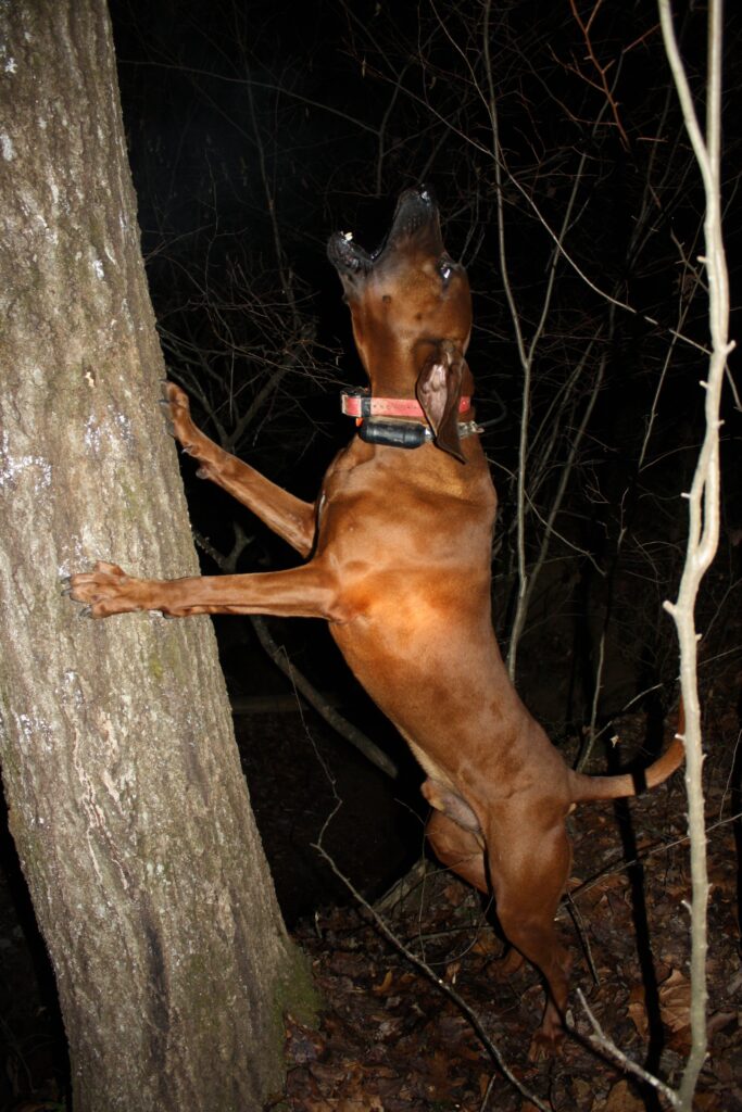 A male redbone coonhound treeing a raccoon hunting.