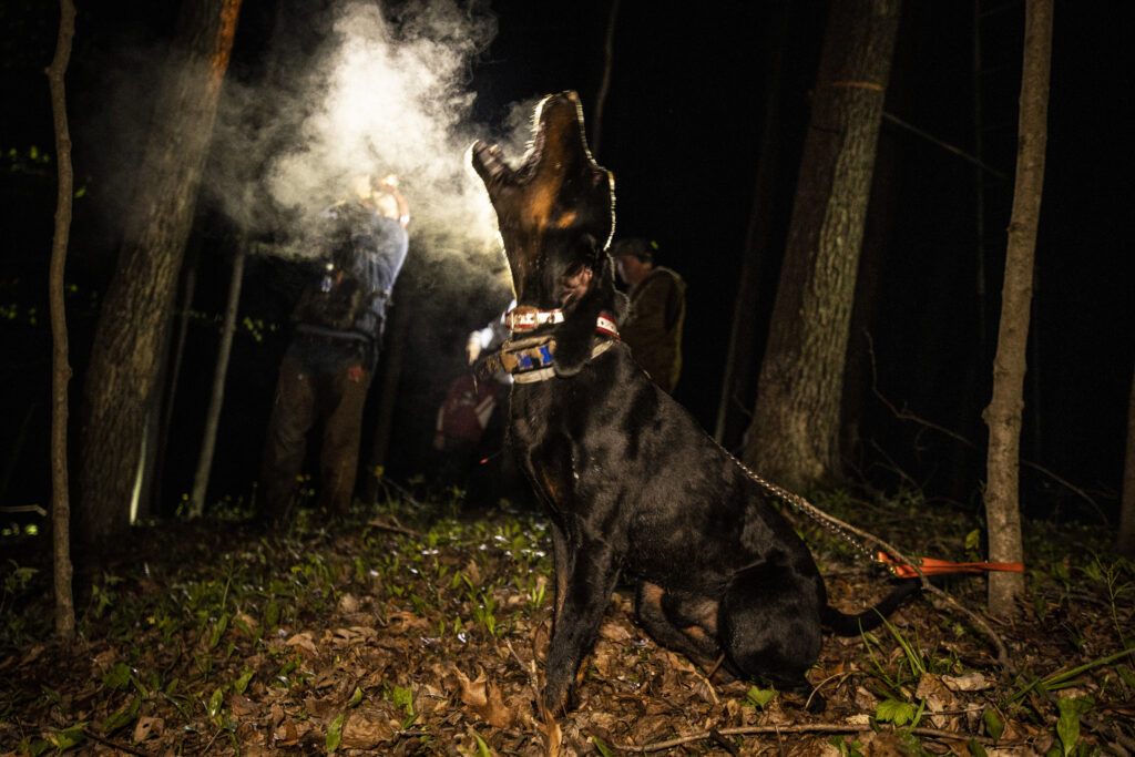 A black and tan coonhound barking in the night at a competition. 