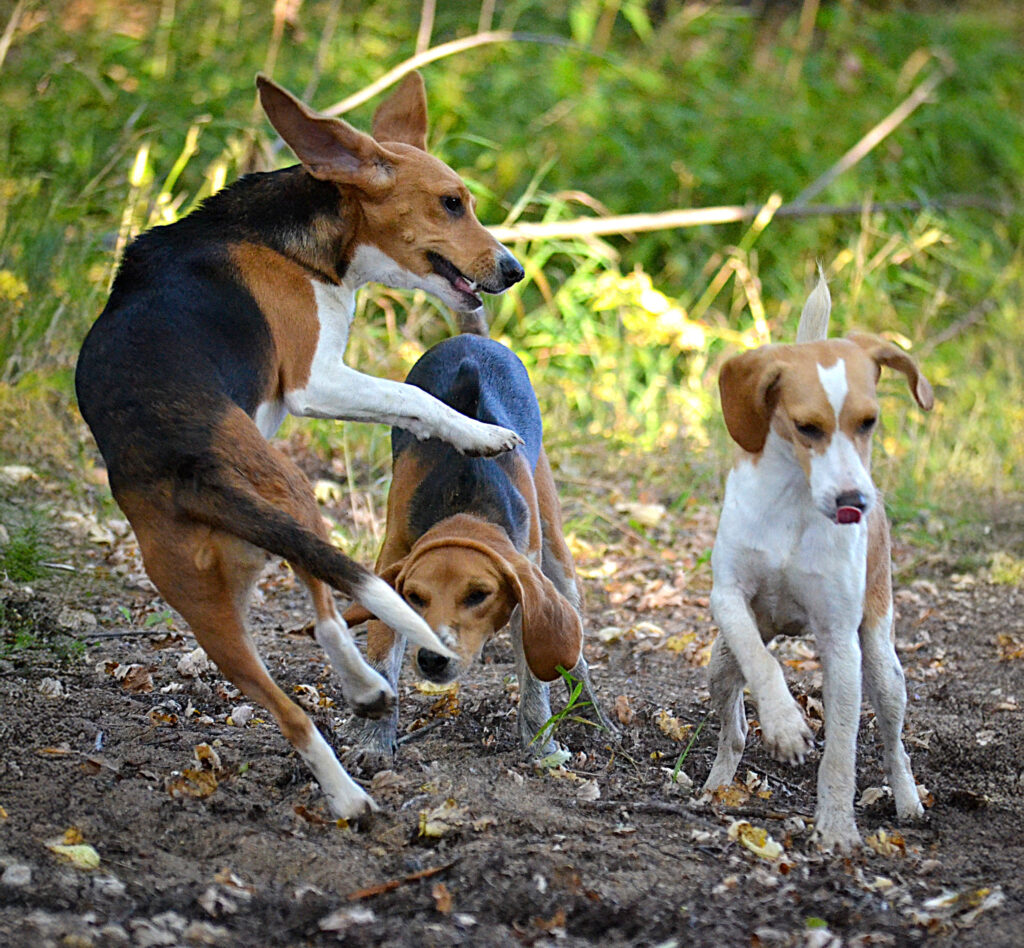 Three beagles jumping and playing in the dirt.
