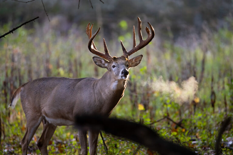 A giant mature white-tailed deer buck standing in a field with hot breath.