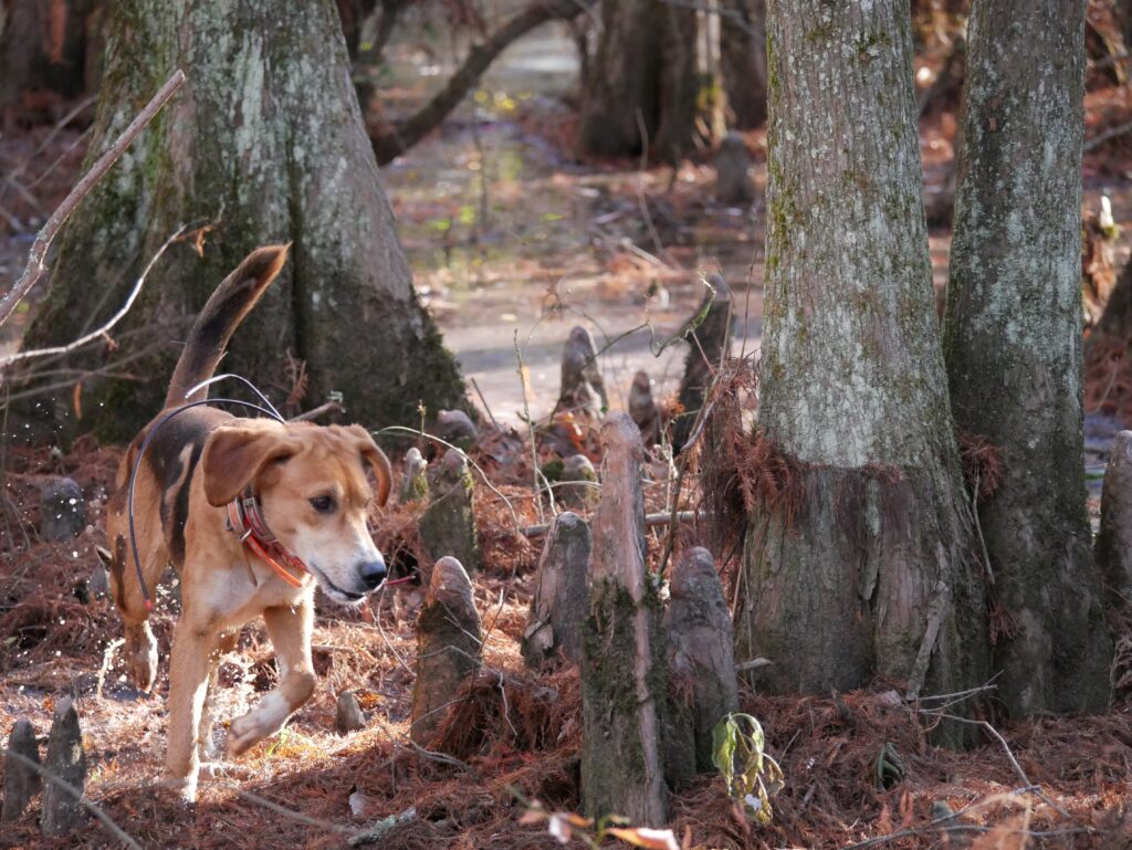 A deer dog hound running through a cypress swamp chasing a whitetail deer.