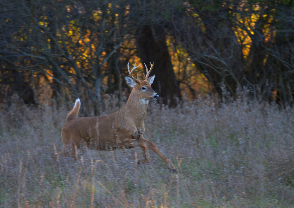 A young white-tailed deer buck running through a grassy meadow during sunset.