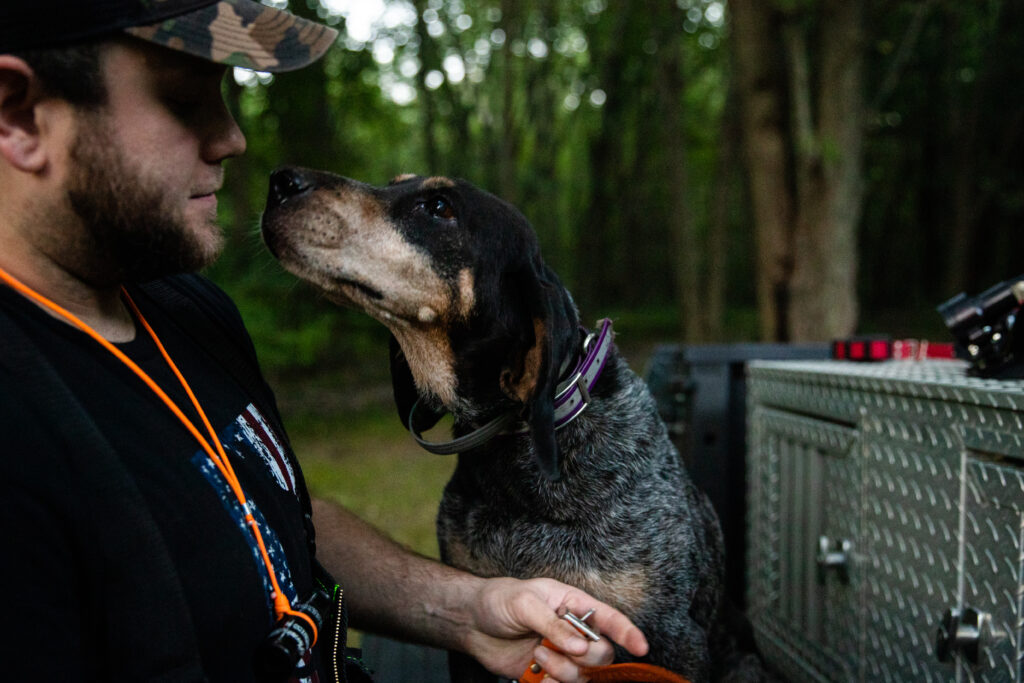 A coon hunter putting a GPS tracking collar on a bluetick coonhound on the truck tailgate with a metal dogbox.